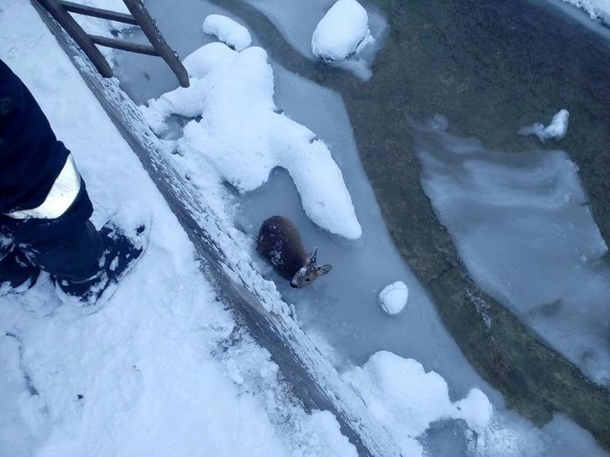 Un pui de căprioară, care agoniza în albia unui râu înghețat, salvat