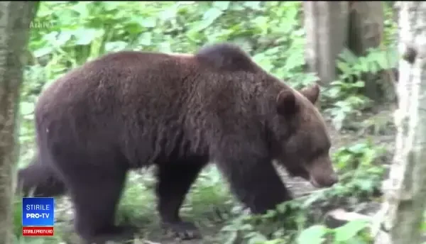 Vânătoarea urşilor ar putea să NU mai fie interzisă în România. Argumentele prezentate de autorităţi