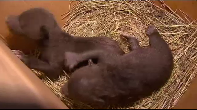 Doi pui de urs din Rusia, salvați de la moarte: „I-am hrănit ca pe bebeluşi și i-am legănat”