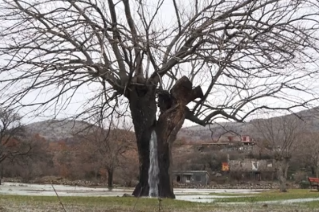 Fenomen natural inedit. Cum arată copacul din care izvorăște apă. VIDEO