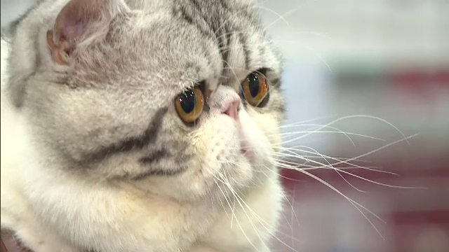 Traficul cu animale de companie, afacere de coşmar. "90% dintre ei mor"