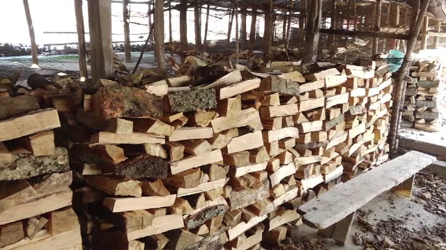 Defrișarea pădurilor pare de neoprit, în ciuda sancțiunilor impuse de autorități