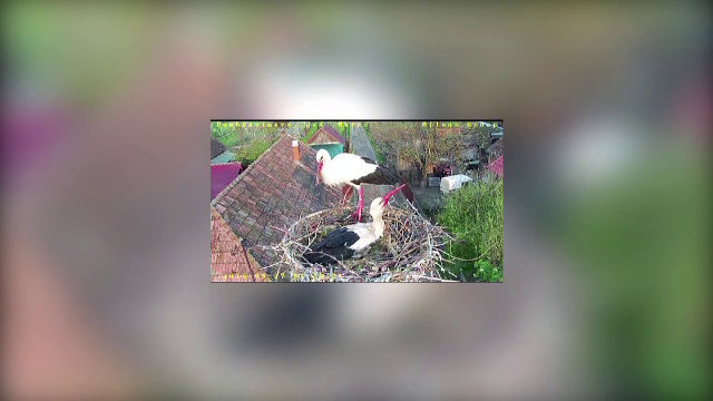 Berzele au început migraţia şi sunt aşteptate în România la început de martie. Semnul pe care îl prevestesc