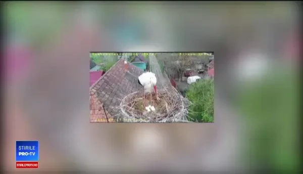 Berzele au început migraţia şi sunt aşteptate în România la început de martie. Semnul pe care îl prevestesc