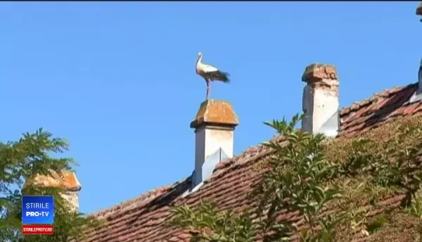 Berzele au început migraţia şi sunt aşteptate în România la început de martie. Semnul pe care îl prevestesc