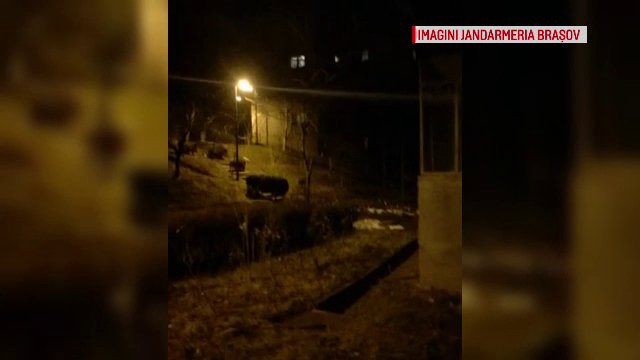 Jandarmii din Brașov, mobilizați să alunge mistreții care se plimbau prin oraș