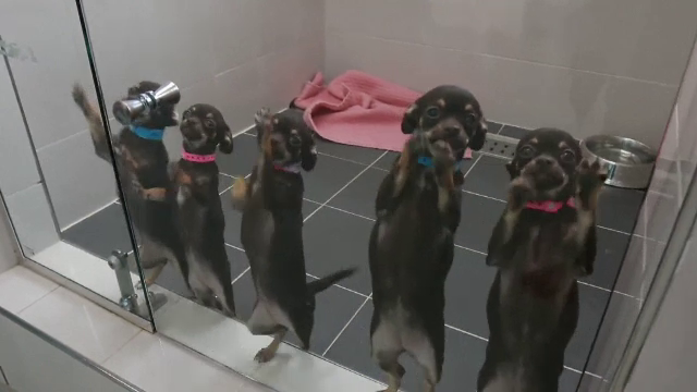 O companie din Coreea de Sud clonează câini. Un stăpân și-a făcut 22 de ”copii”