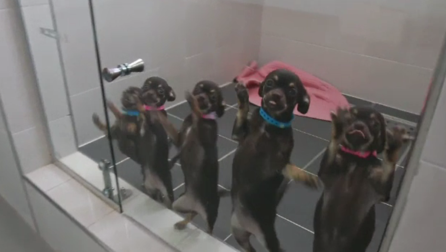 Singura companie care clonează câini, un mare succes. Prețul pentru o copie identică