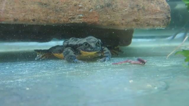 Cum încearcă o organizație ecologistă să salveze speciile pe cale de dispariție