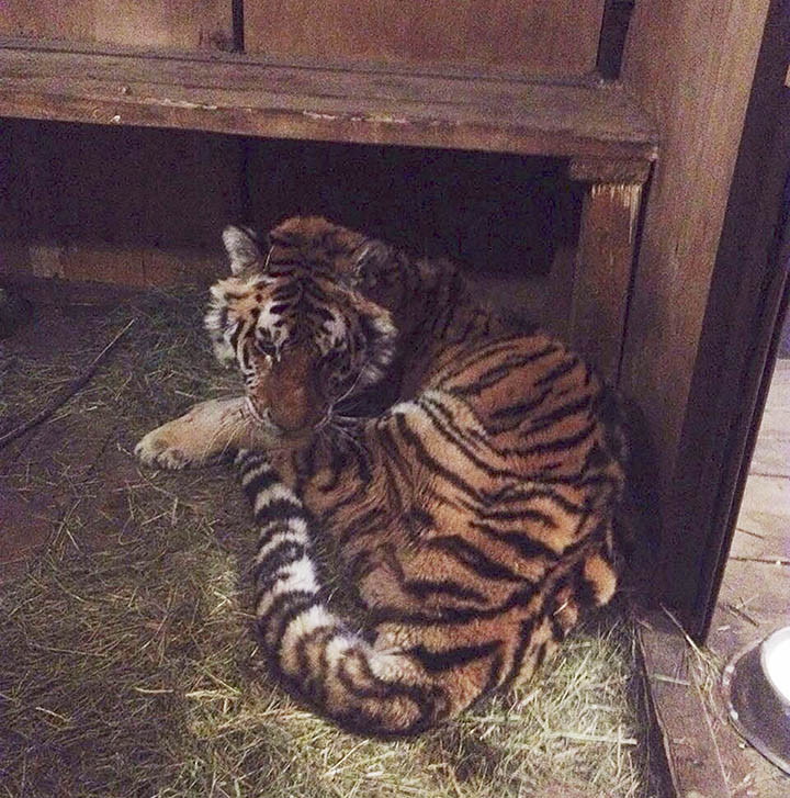 Un tigru s-a stins sub ochii veterinarilor: „Se uita în ochii mei și îmi spunea ajută-mă”