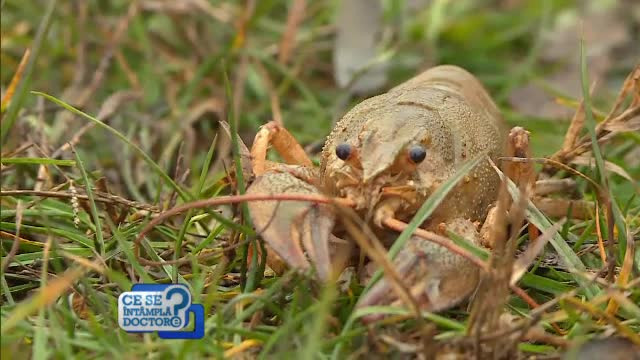Racii, printre cele mai sănătoase alimente. De ce sunt preferaţi în diete