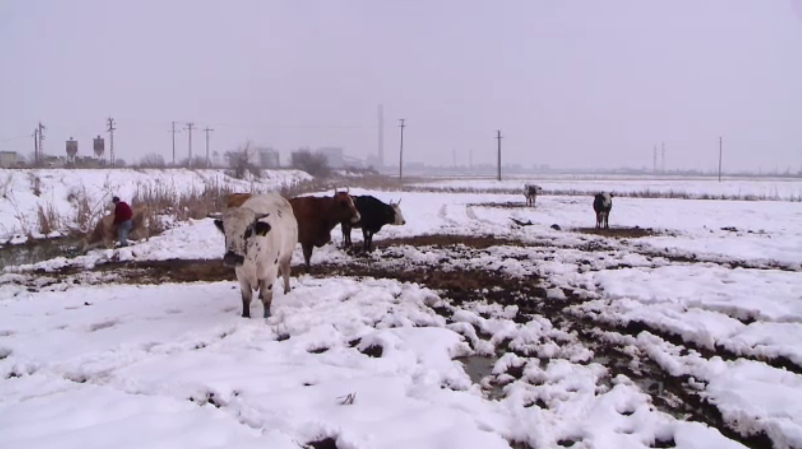 Zeci de vaci, ținute în condiții mizere de un proprietar inconștient. ”Arată-mi și mie una moartă”