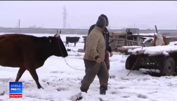 Zeci de vaci, ținute în condiții mizere de un proprietar inconștient