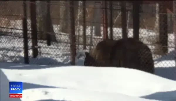 Ursul Baloo, adoptat de cabanierii din stațiunea Straja, a împlinit 18 ani