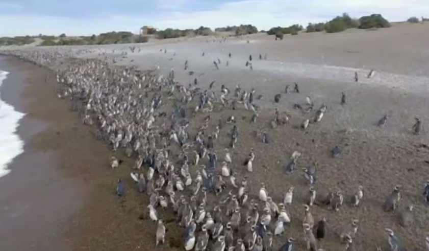Spectacol în Patagonia. Sute de mii de pinguini se pregătesc să migreze spre nord