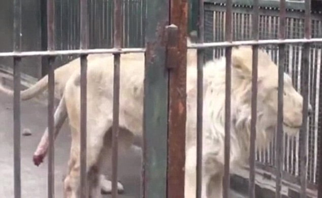 Un leu de la o grădină zoologică din China și-ar fi ros coada de foame. VIDEO