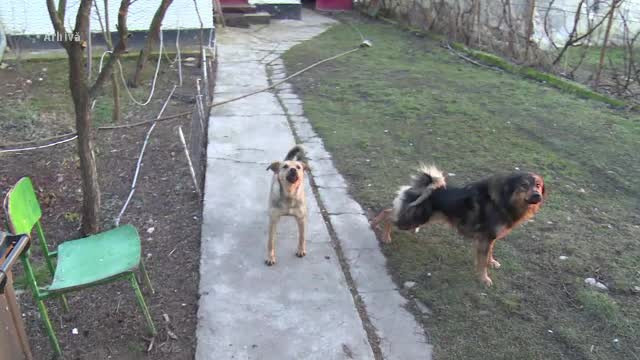 Inedit! Un bărbat va primi mii de euro despăgubire de la primărie, după ce a fost mușcat de un maidanez