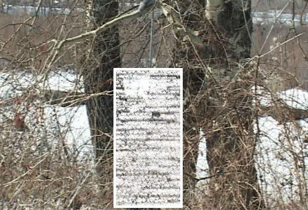 Adolescent de 16 ani, din Dâmbovița, găsit spânzurat într-o pădure din spatele casei