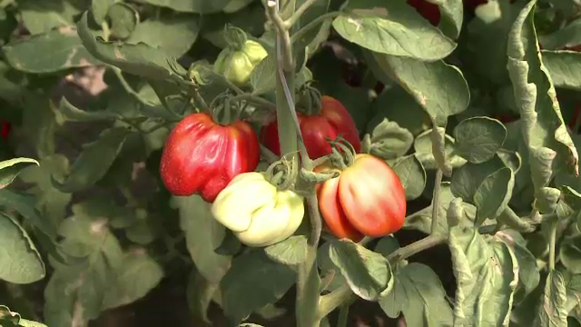 Legume mai puțin obișnuite crescute în pământ românesc: roșii tigrate și vinete albe