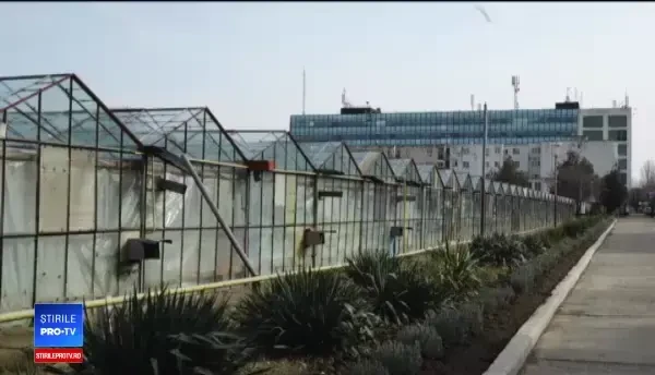 Legume mai puțin obișnuite crescute în pamânt românesc: roșii tigrate și vinete albe