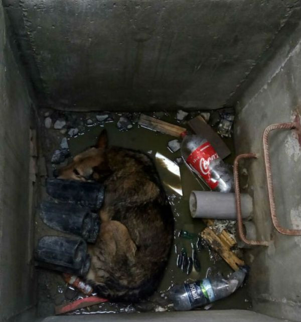 Un câine care a căzut într-un canal adânc, salvat de pompierii din Sibiu