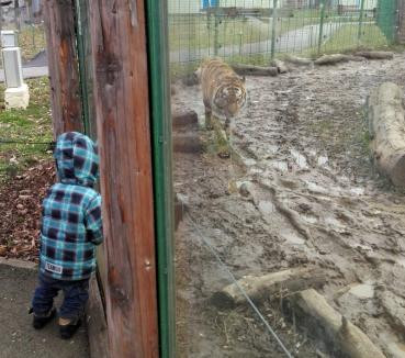 O mamă și copiii săi, uitați în Grădina Zoologică din Oradea