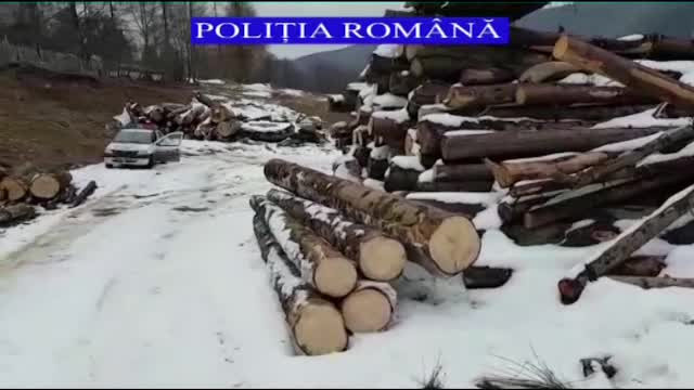 Defrișările, de neoprit: cantitate mare de lemne descoperită pe un teren