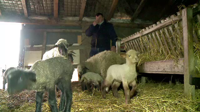 Industria lânii, pe cale de dispariție în România. Străinii fac haine de mii de euro din ea