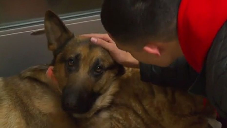 Un câine e grav rănit, după ce i-a salvat viaţa stăpânului său: "E un înger"