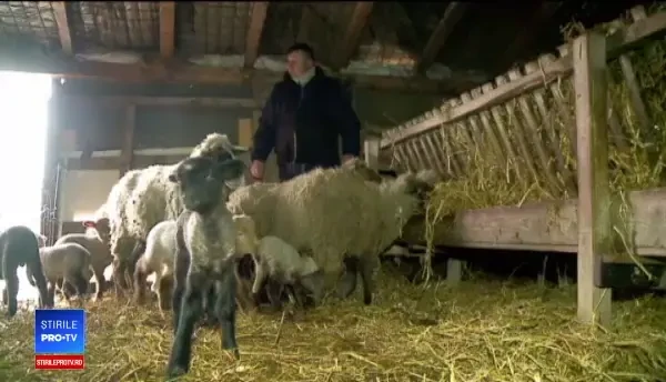 Industria lânii, pe cale de dispariție în România. Străinii fac haine de mii de euro din ea