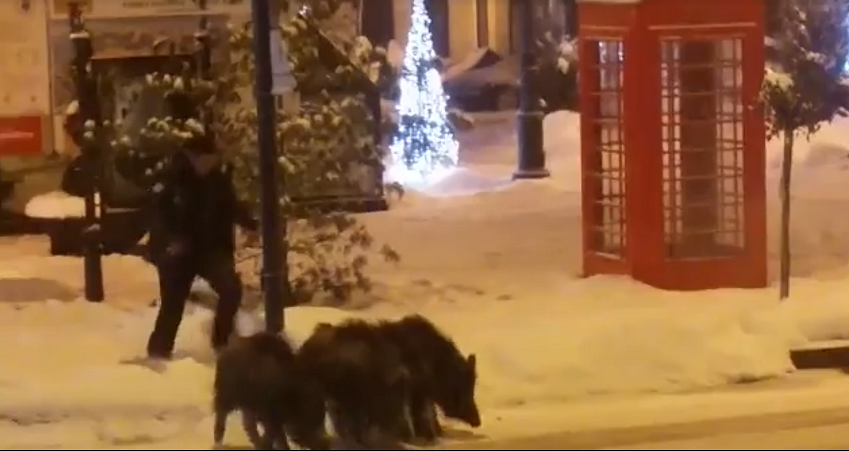 Mistreţi filmaţi în centrul oraşului Sinaia. Vânătorii au cerut aprobare să-i împuște. VIDEO