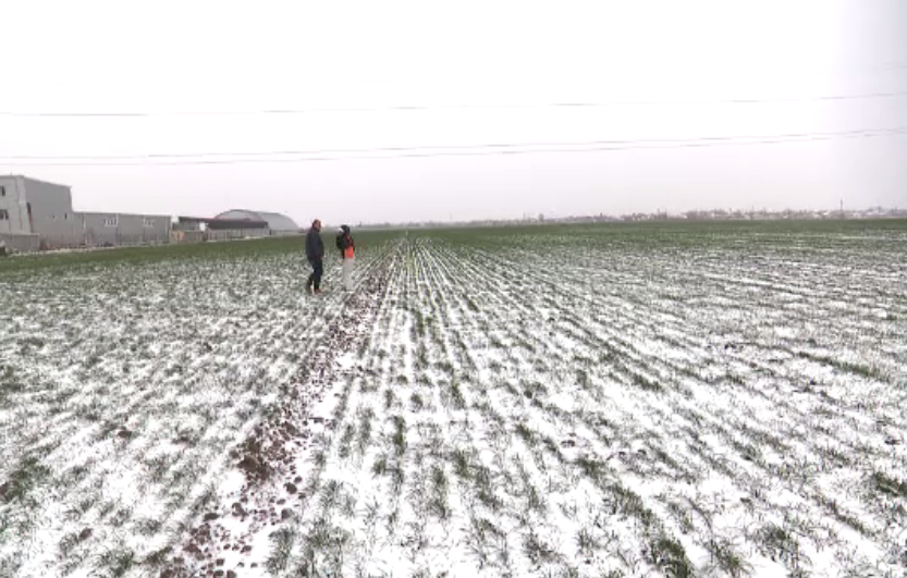 Gerul și ninsorile ar putea ”îngropa” recoltele. Perdelele forestiere, soluția salvatoare