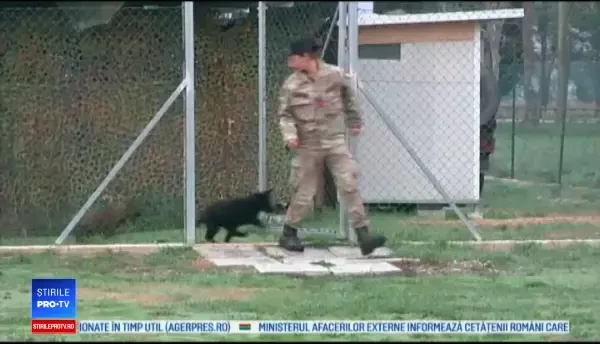 Studiu cu rezultate surprinzătoare. Câinii ar putea detecta cancerul de prostată