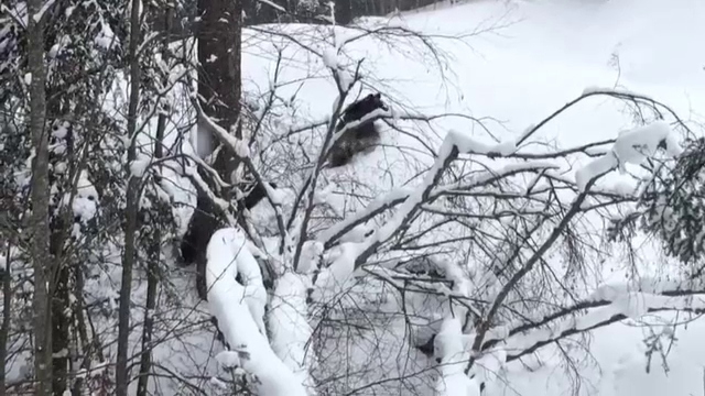 O ursoaică şi puiul ei, filmaţi de câţiva schiori pe pârtia din Predeal