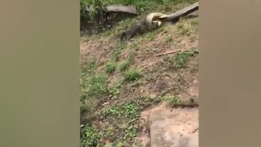 Momentul în care un câine este salvat din strânsoarea ucigașă a unui anaconda