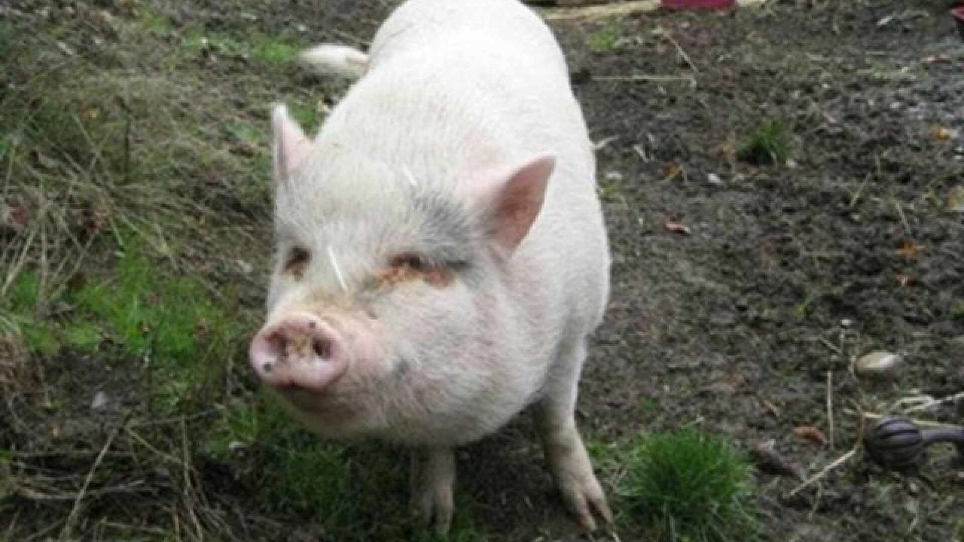 Un cuplu a adoptat un purcel de la un adăpost de animale și l-a mâncat