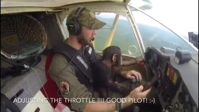 Un pui de cimpanzeu a fost "copilot" pentru cel care l-a salvat de braconieri