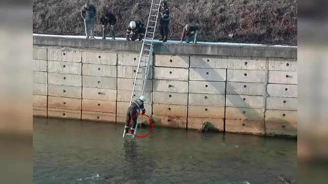 Câine salvat de pompierii din Baia Mare după ce a căzut într-un râu