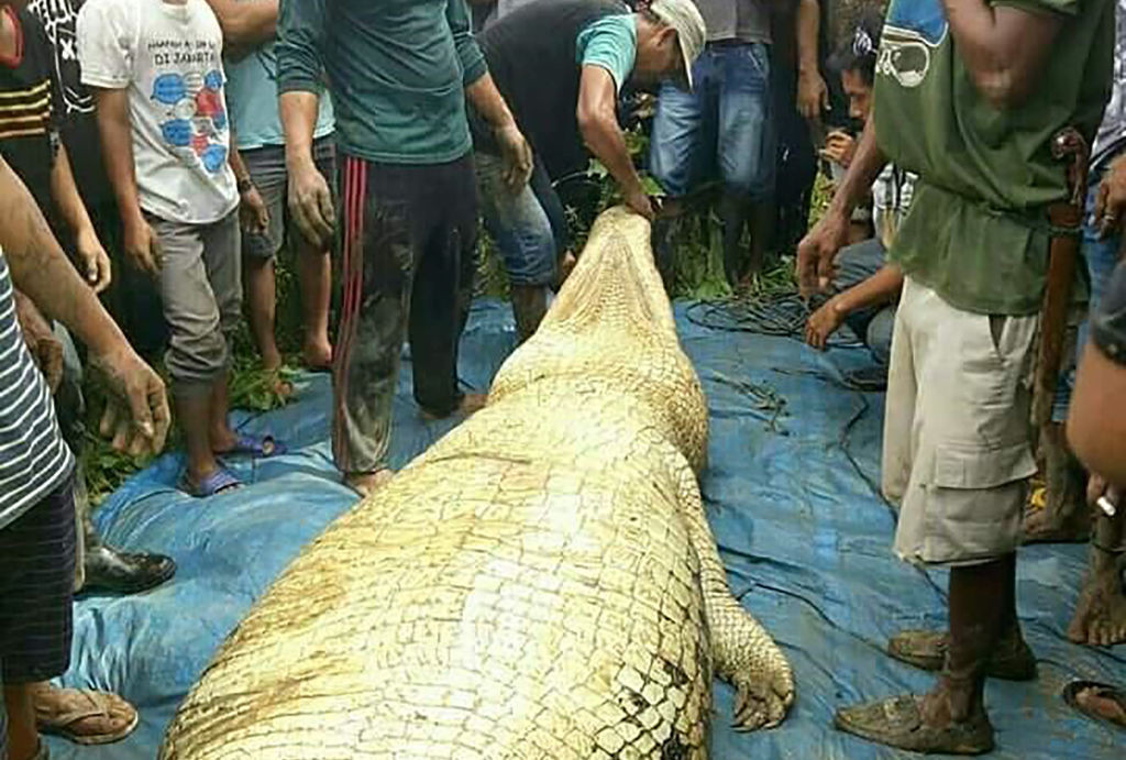 Crocodil de 6 metri, ucis în Indonezia. Descoperire șocantă în stomacul său. FOTO