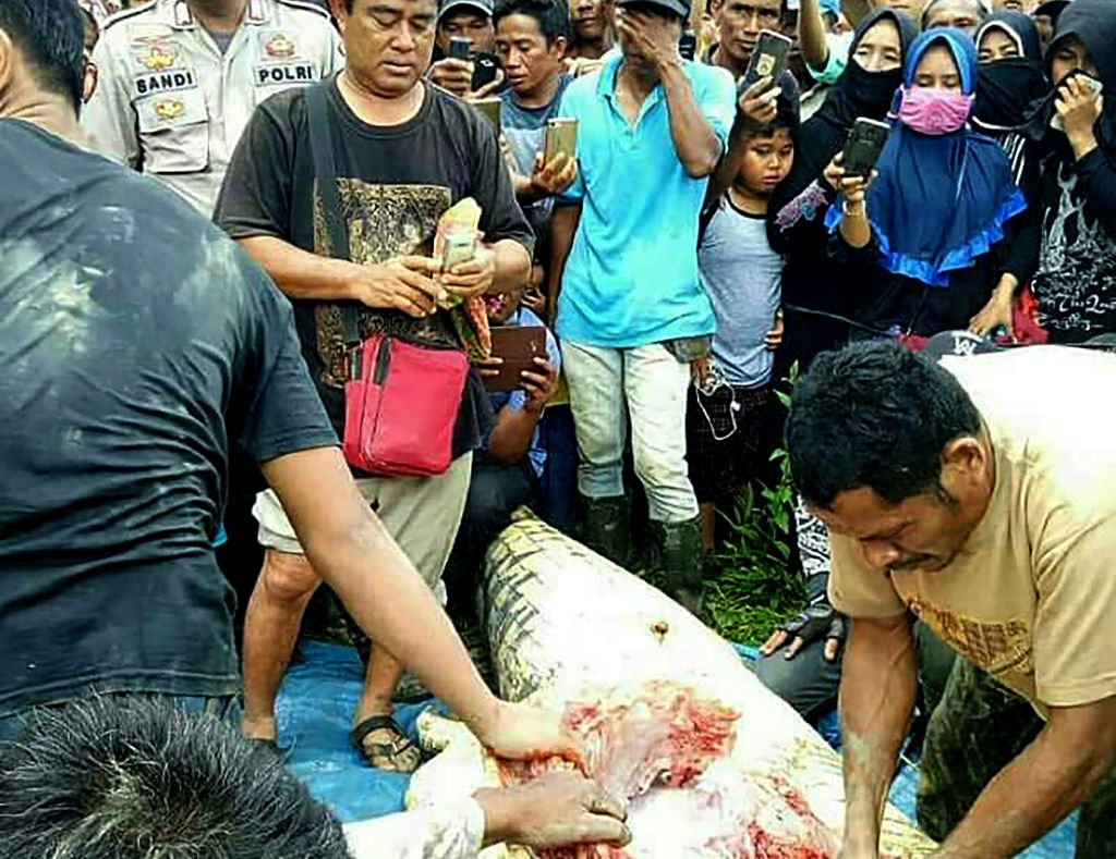 Crocodil Indonezia