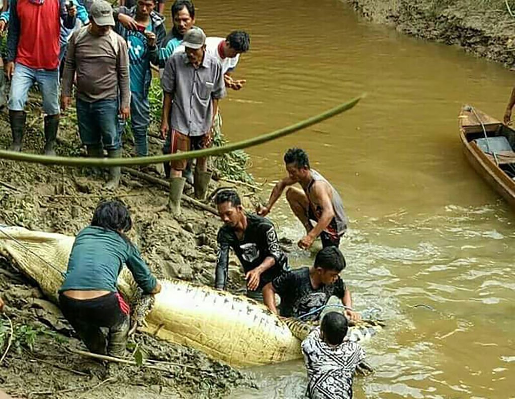 Crocodil Indonezia