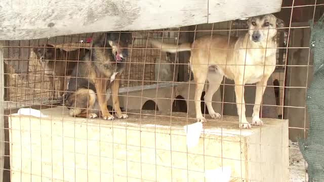 5 câini de la un adăpost au murit de frig. Apa și mâncarea îngheață în boluri