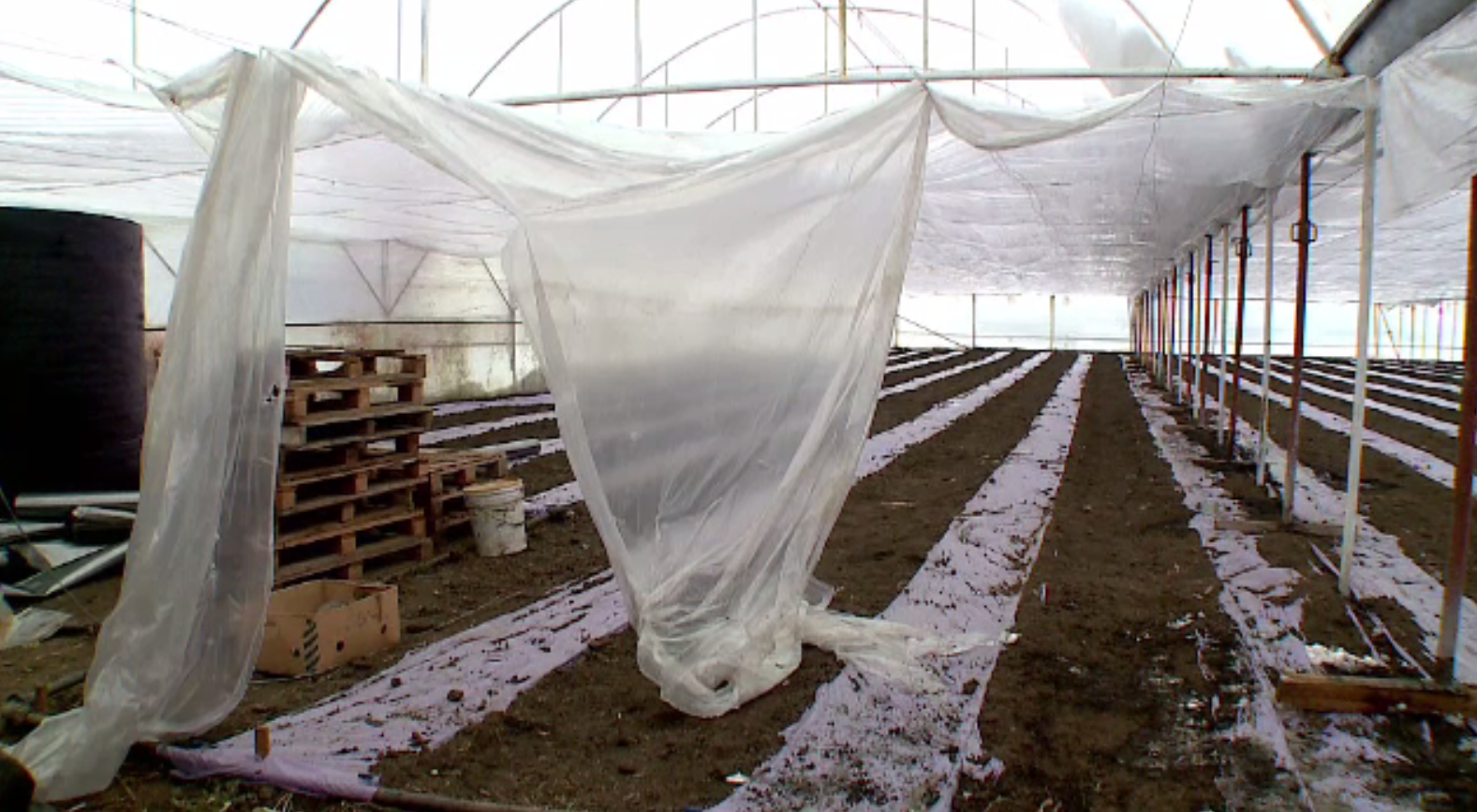 Viscolul și gerul au adus necazuri fermierilor. Serele legumicultorilor, făcute praf