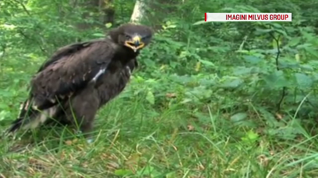 Europenii ne dau 1 miliard de € ca să salvăm păsări pe cale de dispariție