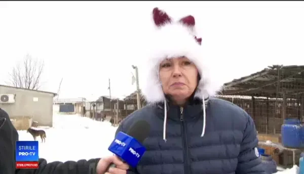 5 câini de la un adăpost au murit de frig. Apa și mâncarea îngheață în boluri