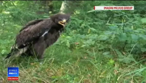 Europenii ne dau 1 miliard de € ca să salvăm păsari pe cale de dispariție