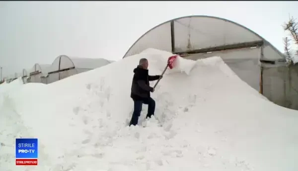 Viscolul și gerul au adus necazuri fermierilor. Serele legumicultorilor, făcute praf