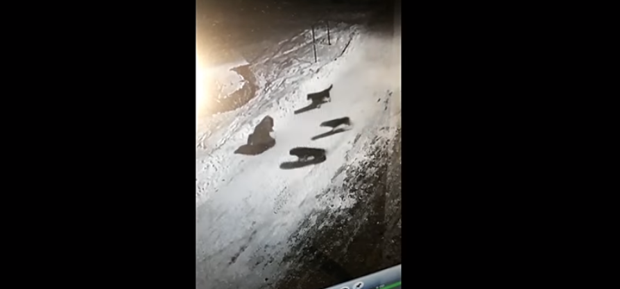 Femeie din Bicaz, atacată de o haită de câini maidanezi în plină stradă. Reacția primarului