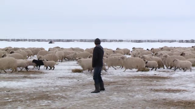 Mieii vor fi mai mici și mai scumpi, iar clienții fac rezervări la stână pentru un preț decent