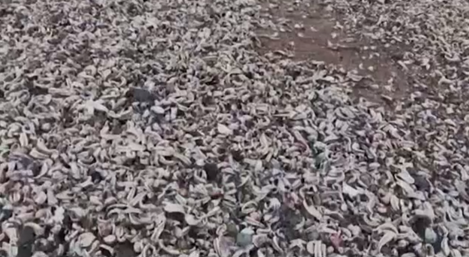 Fenomen straniu. Milioane de creaturi marine moarte, aduse la mal